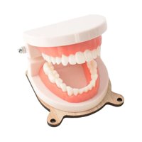 Bothyi - Niños Vida Práctica Cepillado Dientes Modelo Ocupado Tablero Accesorios Para Niños