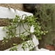thumbnail image 2 of Colgante Doble Metalico Crema, 2 of 3