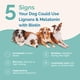 thumbnail image 4 of Suplemento de lignanos y melatonina de PranaPets con biotina para perros, 4 of 8