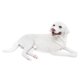 thumbnail image 1 of Escultura De Perro Realista, Artesanía, Escultura, Regalos, Mano De Obra Fina, Modelo De Perro Mascota Blanco, 1 of 5