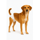 thumbnail image 1 of X10 Pañales Para Perros Pañales Para Perro Pañales Gato L, 1 of 3