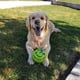thumbnail image 2 of Juguete para Perro Pelota Parlanchina 15 cm Pack 2 unidades, 2 of 5