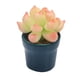 thumbnail image 1 of Simulación De Casa De Muñecas Mini Flor En Maceta Para Muebles De Decoración De Casa De Muñecas 1/12, 1 of 5