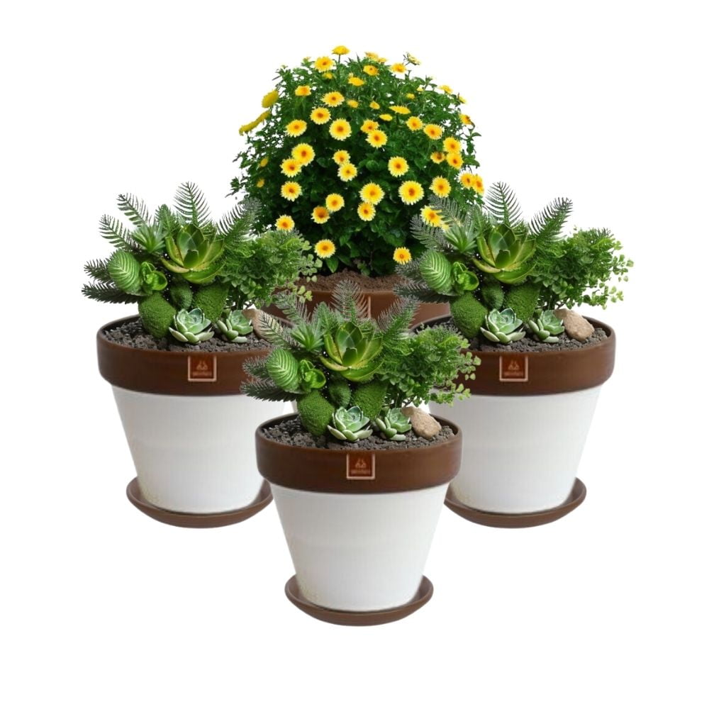 Mestiza - Set De 4 Maceta Kony 19cm Morena Blanca Y Sus Platos