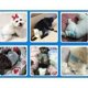 thumbnail image 4 of X60 PaÃ±ales Para Perros PaÃ±ales Para Perro PaÃ±ales Gato S, 4 of 7