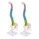 thumbnail image 4 of Columna Vertebral Humana De 25cm 45cm Con PELVIS MODELO FLEXIBLE ESTUDIO, 4 of 5