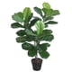 thumbnail image 2 of Ficus Lyrata de 100 cm, 2 of 2