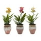 thumbnail image 5 of Planta Artificial Orquidea Blanca Macetero De Ceramica, 5 of 6