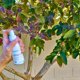 thumbnail image 5 of Aerosol repelente de insectos Mambino Organics 80 ml sin DEET, 5 of 6
