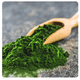 thumbnail image 2 of Espirulina + Chlorella En Polvo - 200 G., 2 of 2