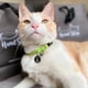 thumbnail image 3 of Collar Para Gatos Tamaño Ajustable Diseño Kiwi, 3 of 3