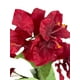 thumbnail image 3 of Buganvilia Roja 52cm, 3 of 3