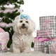 thumbnail image 3 of Lindos lazos para el pelo de perros pequeños, moño pequeño con gomas elásticas, productos para el cuidado de mascotas, lazos para el pelo de mascotas, accesorios para el cabello, 3 of 5