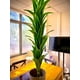 thumbnail image 5 of Drácaena Artificial Altura 160 cm Planta Decorativa Interior, 5 of 5
