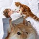 thumbnail image 2 of Shiba Inu anti-pilling, suave, ligera, esponjosa y acogedora de lujo para hogar y cocina – Perfecta para niños y adultos,150X130cm, 2 of 6