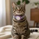 thumbnail image 2 of Collar de Gato con Localizador de Rastreo Global Android, 2 of 5
