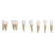 thumbnail image 5 of Dental 1:1 Modelo De Dientes Permanentes Dispositivo De Práctica De Estudio De Demostración Escolar, 5 of 5