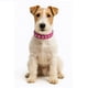 thumbnail image 1 of Collar para Perritas con Brillantes Grandes – S Fucsia, 1 of 3