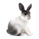 thumbnail image 2 of Figura De Conejo Realista Zoológico Modelo De Animales De Granja Juguetes De Ense?anza Decoración De Mesa En Cuclillas Blanco Y Negro, 2 of 5