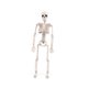 thumbnail image 3 of Esqueleto Articulado 40 cm Halloween - Frank & Mortis, 3 of 3