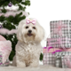 thumbnail image 3 of Lindos lazos para el pelo de perros pequeños, moño pequeño con gomas elásticas, productos para el cuidado de mascotas, lazos para el pelo de mascotas, accesorios para el cabello, 3 of 5