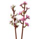 thumbnail image 4 of Bloques de construcción Lego Botanical Flores De Cerezo (40725), 4 of 4