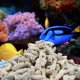 thumbnail image 3 of Bolsa Reutilizable de Coral para Filtro de Acuario Lighibeuty, 3 of 8