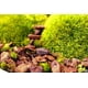 thumbnail image 3 of Corteza para macetas para orquídeas SuperMoss (23114), natural, 4 litros, 3 of 7