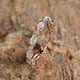 thumbnail image 1 of Exquisite Opal Ring for Women - Perfect Engagement, Wedding, and Valentine's Gift, 1 of 5