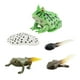 thumbnail image 3 of Montessori Frogs Life Cycle Model Animals Juego Cognitivo Para Niños Proyecto Estilo B, 3 of 5