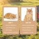 thumbnail image 4 of Suplemento de taurina QYGCHUSIN Farm Feline para gatos 170g, 4 of 6