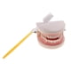 thumbnail image 1 of Modelo de Dientes Humanos, Tamaño Real 1:1, 1 of 3