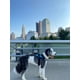 thumbnail image 5 of Arnés Para Perros Essential Chaleco Reflectante Para Mascotas Talla Xl, 5 of 5