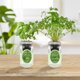 thumbnail image 5 of Kit de cultivo hidropónico de hierbas Environet – Pack de 2 frascos con albahaca y cilantro, 5 of 6