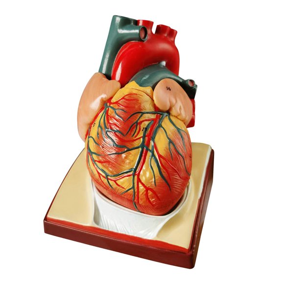 Modelo Anatómico de Corazón Tamaño Natural 1:1 con 34 Estructuras