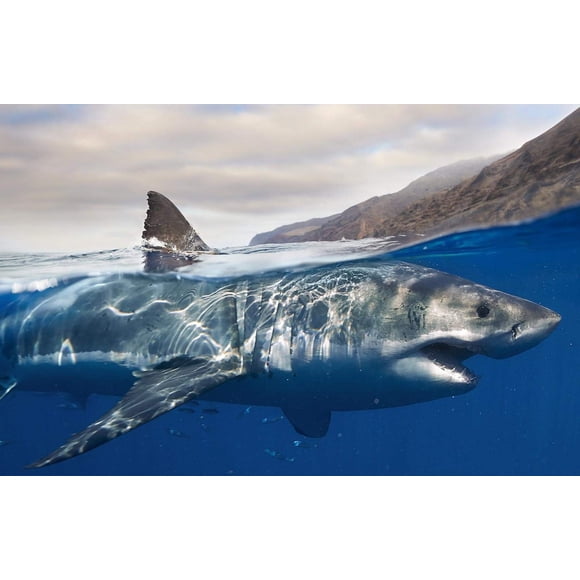 Rompecabezas Buhoet de 1000 piezas - Tiburón Blanco
