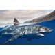 thumbnail image 1 of Rompecabezas Buhoet de 1000 piezas - Tiburón Blanco, 1 of 6