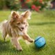 thumbnail image 3 of Juguete para perros Chuckit! Sniff Ball, goma duradera y con alto rebote, paquete de 2, 3 of 4