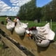 thumbnail image 2 of Lote De 3 Estatuas De Decoración De Clôture De Poulet Amusantes Pour Escaliers De Jardin, Ferme, Terrasse, Arrière-Cour, Artisanat En Résine, Sculpture De Poule De Poulet, Estatua D'extérieur,, 2 of 6