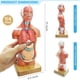 thumbnail image 3 of Modelo anatómico de torso humano 3D Generies 28 cm, 15 piezas, 3 of 6