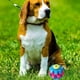 thumbnail image 3 of Set 4 Juguetes Para Mascota Pelota De Entrenamiento Lau, 3 of 3