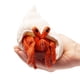 thumbnail image 1 of Finger Puppet Folkmanis Mini Hermit Crab Crema de naranja, 1 of 2