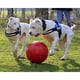 thumbnail image 5 of Pelota Pushn-Play de juguete para perros Jolly Pets, pequeña, 4.5 pulgadas, roja, 5 of 5