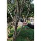 thumbnail image 3 of Sierra plegable para plantas, 3 of 3