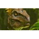 thumbnail image 2 of Soluciones de Videojuegos 2 Go ARK: Survival Ascended PS5, 2 of 9