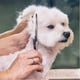 thumbnail image 5 of Tijeras de aseo para mascotas de 7 pulgadas, tijeras de corte para perros, tijeras curvas para el cuidado de perros, 5 of 5