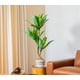 thumbnail image 3 of Agave 116 Cm, 3 of 4