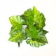 thumbnail image 2 of Planta Artificial Manto Eva, 2 of 6