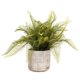 thumbnail image 1 of Planta Artificial Helecho Asplenium, 1 of 1