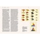 thumbnail image 4 of La historia del color, 4 of 6